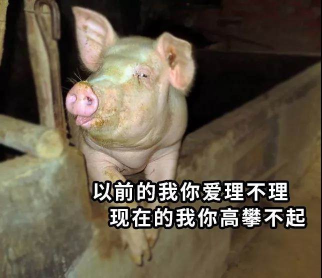 疯狂涨价!吃不起猪肉了 要怪雷军?